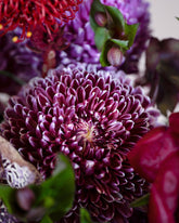 maroony